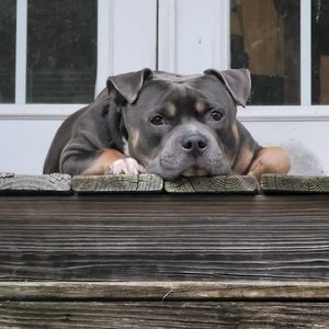 Meet your Posher, David